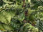 Kopi-stabil-harganya.jpg