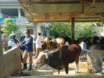 Pemeriksaan-SAPI-KURBAN2.jpg