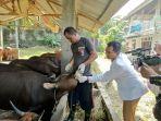 Pemeriksaan-Sapi.jpg