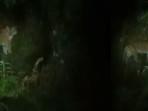 Penampakan-harimau-di-Lebong.jpg