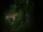 Penampakan-harimau-lebong.jpg
