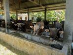Peternakan-Sapi-Kota-22-JUNI.jpg