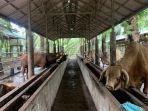Peternakan-Si-Raja-Sapi-di-Kelurahan-Betungan-Kota-Bengkulu.jpg
