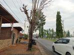 Pohon-pelindung-mati-di-Jalan-Irian-Kota-Bengkulu-Minggu-482024.jpg