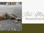 Waspadalah-Arti-Mimpi-Menabrak-Kucing-Menurut-Primbon-Jawa-Ternyata-Simbol-Kesialan.jpg
