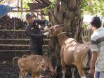 tim-Puskeswan-Bengkulu-Selatan-sedang-melakukan-pemeriksaan-hewan-ternak.jpg