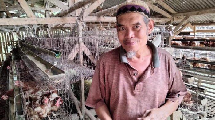 Tips Berternak Ayam Petelur Ala Peternak Asal Cimande Bogor, Mukri : Mulai dari Sedikit Dulu