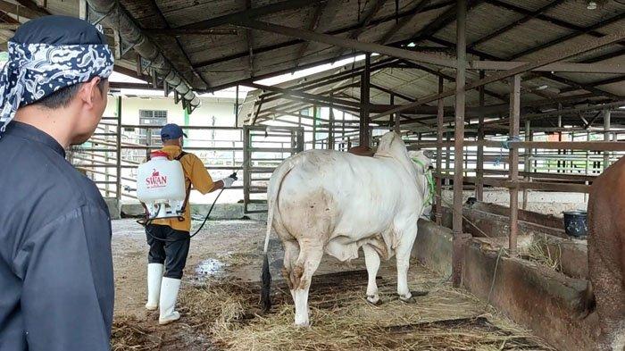Cegah Penyebaran Virus PMK, Kandang Hewan Ternak di Kota Bogor Disemprot Disinfektan