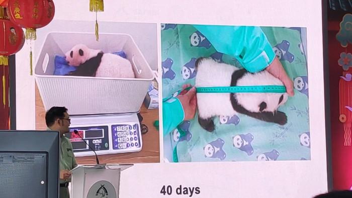 PANDA PERTAMA YANG LAHIR DI INDONESIA - Perayaan kelahiran panda pertama di Indonesia di Taman Safari Bogor, Selasa (6/1/2026).