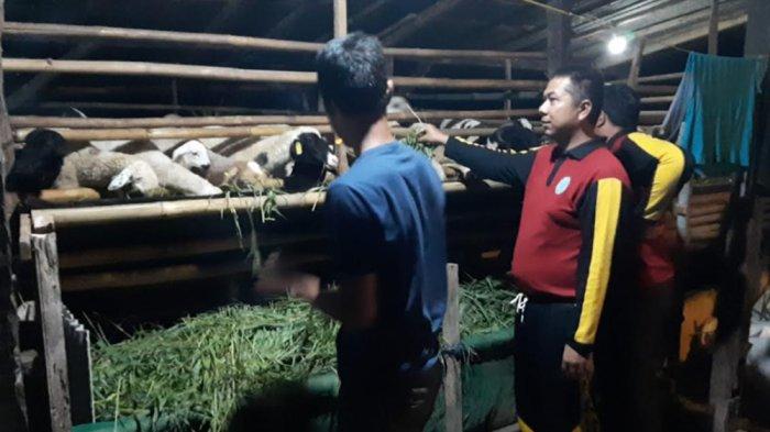 Ajarkan Teknik Memelihara Sapi yang Baik, Mahasiswa Polbangtan Bogor Datangi Peternak di Subang