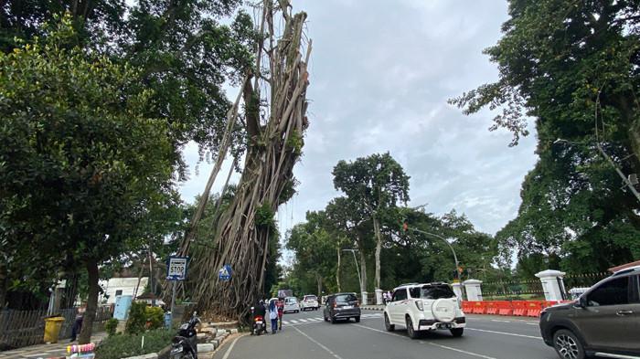 Alasan Pohon Depan Balaikota Bogor Tak Dipangkas Saat Malam Hari, Ternyata Bukan karena Mistis