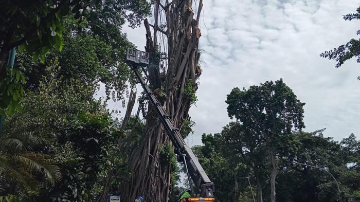 Pohon Karet Kebo Raksasa di Depan Balai Kota Bogor Ditebang, Pemkot Bakal Tanam Ulang