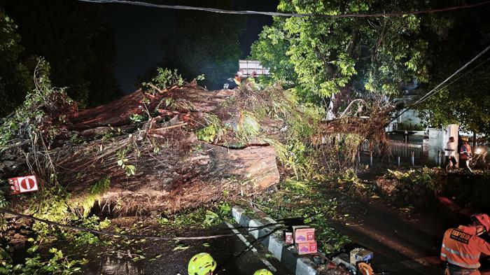 2 Tahun Tidak Dirawat Disperumkim, Pohon Beringin Besar di Gereja Katedral Kota Bogor Tumbang