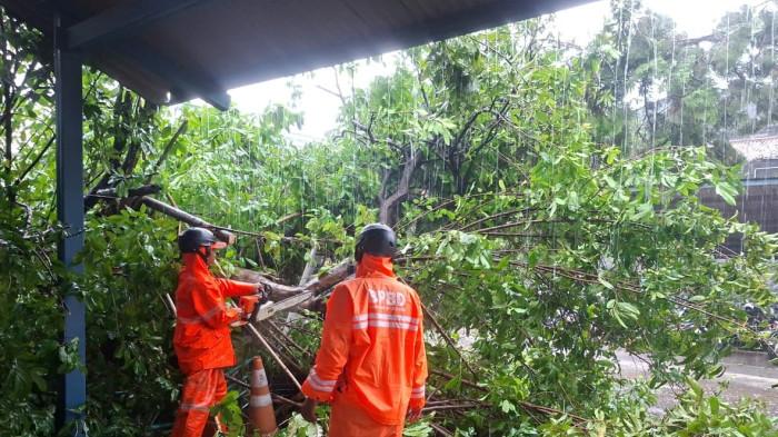 Wilayah di Kabupaten Bogor Dilanda Cuaca Buruk, Sejumlah Pohon Tumbang Timpa Mobil hingga Warga