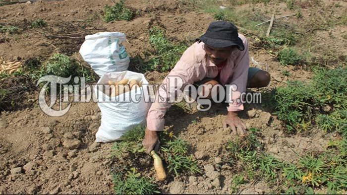 Curhat Petani di Puncak Bogor Gagal Panen Karena Kemarau: Panen Turun 700 Kg, Wortel Mati Semua