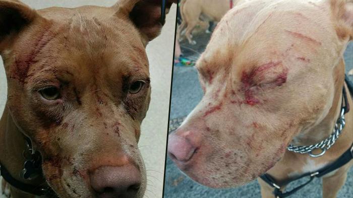 Alamak! Kucing Ini Serang Tujuh Anjing Pitbull Sekaligus, Sampai Masuk Rumah Sakit