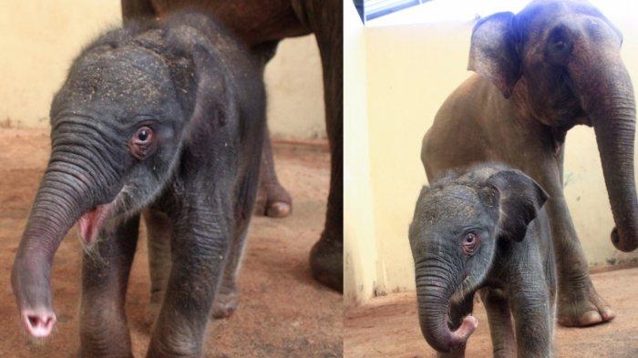 Lahir Saat Pandemi Virus Corona, Bayi Gajah di Taman Safari Bogor Diberi Nama Covid