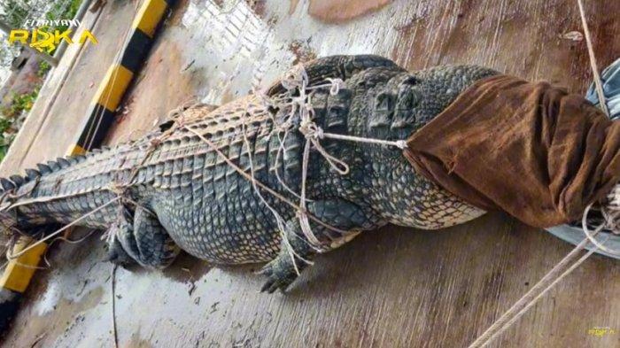 Kisah Persahabatan Manusia dengan Buaya Berakhir, Pak Ambo Menangis Usai Subuh: Seperti Disiksa