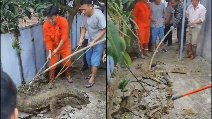 Terungkap Lokasi Video Buaya Keluar dari Dalam Tanah, Ternyata Kejadiannya Sudah 2 Tahun Lalu