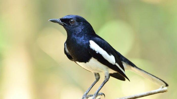 Arti Mimpi Membunuh Burung Menurut Primbon Jawa, Ada 3 Pertanda yang Tak Bisa Disepelekan