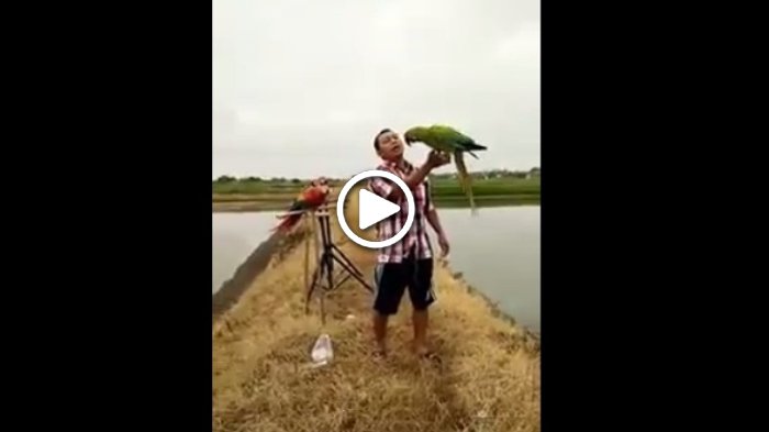 Seperti ke Pacar Cara Pria Ini Memanggil Burung Unik, Lihat Videonya