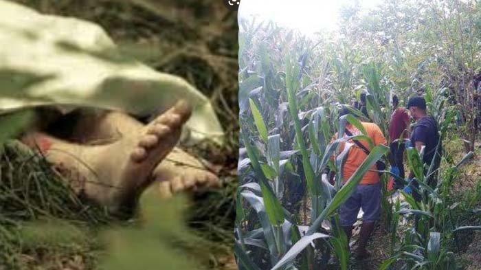 Dituding Bunuh Cucu Pakai Ilmu Santet, Mertua Dihabisi Menantu di Kebun Jagung : 6 Bulan Tak Sembuh