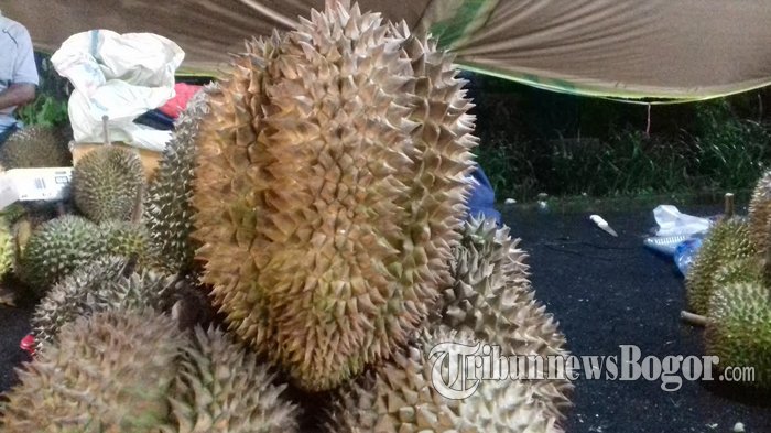Manis Atau Tidaknya Durian Ditentukan Saat Memetiknya