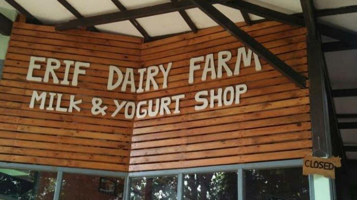 Punya 200 Ekor Sapi Perah, Peternakan di Cisarua Ini Jadi Penyuplai Susu ke Cimory