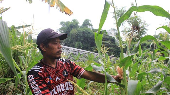 Jelang Tahun Baru 2024, Petani Jagung di Bojong Kerta Kota Bogor Malah Gagal Panen, Ini Sebabnya