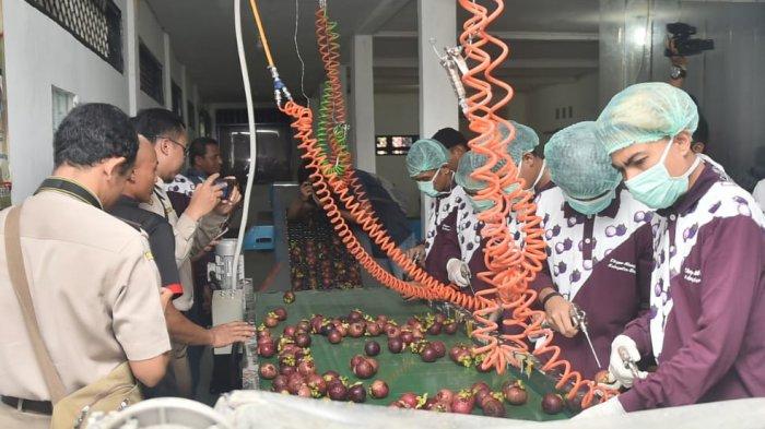 Berhasil Diekspor Capai 1000 ton Per Tahun Ke China, Ini Daerah Penghasil Manggis Di Kabupaten Bogor