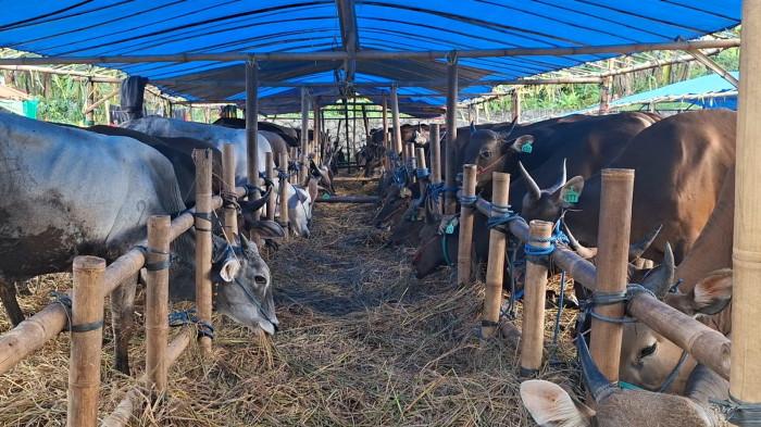 HARGA HEWAN KURBAN - Lapak penjualan sapi kurban di Jalan Tegar Beriman, Kecamatan Cibinong, Kabupaten Bogor, Selasa (19/5/2026).