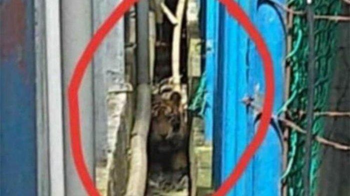 Harimau Sumatera Sempat Terjebak di Kolong Ruko Pasar, Begini Nasibnya Sekarang