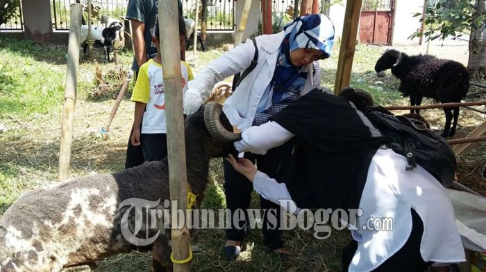 Pedagang Hewan Kurban Harus Jujur, Jangan Bilang Sehat Kalau Belum Tunjukan Surat Ini