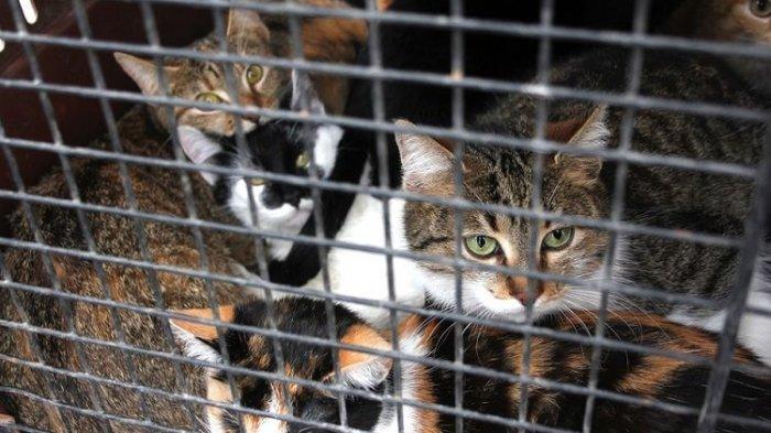 Polisi Temukan 64 Bangkai Kucing di Rumah Perempuan Ini, Kondisinya Mengenaskan