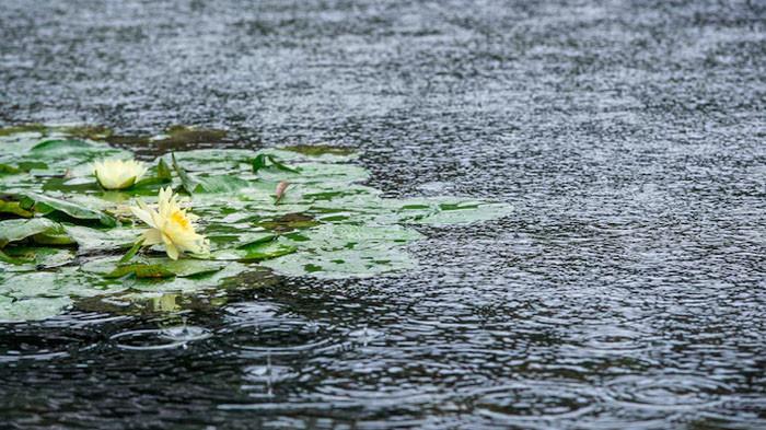 Cuaca Kota Bogor 9 November 2025, Siang Diprediksi Hujan Guyur Akhir Pekan, Jangan Lupa Bawa Payung!