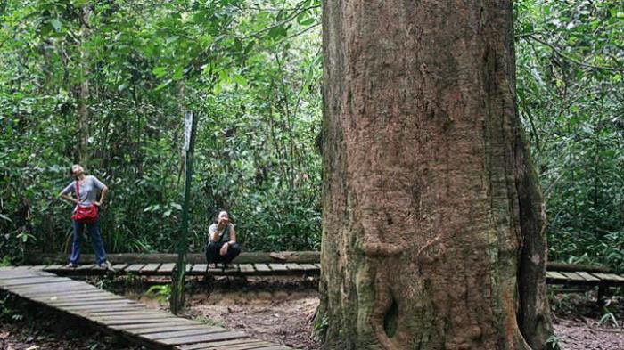 Belajar Di Fakultas Kehutanan IPB, Mahasiswa Korea Selatan Kagum Ukuran Pohon di Indonesia