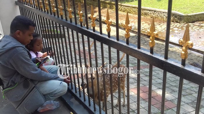 Pertama di Dunia, Bayi Rusa Berkepala Dua Ditemukan, Begini Wujudnya