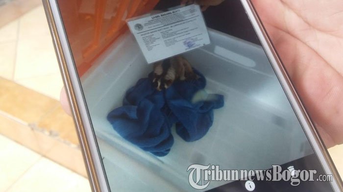 Keberadaanya Mulai Langka Di Alam Liar, BKSDA Bogor Minta Komunitas Tak Pelihara Kukang