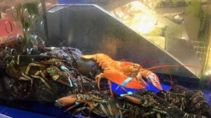 Ketika Lobster Oranye Langka Diselamatkan dari Swalayan