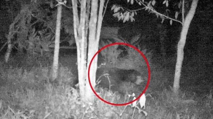 Detik-detik Kakek Ali Berduel Dengan Beruang Madu, Korban Dibuntuti Seusai Pulang dari Ladang