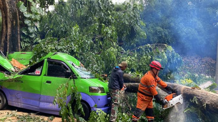 Disperumkim Kota Bogor Klaim Terus Lakukan Pemangkasan Pohon yang Kondisinya Sudah Menghawatirkan
