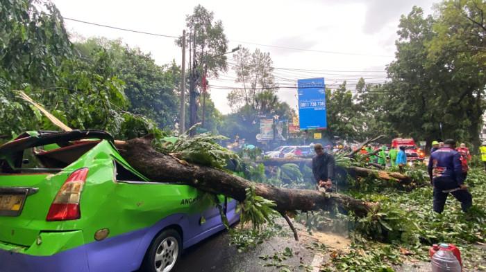BREAKING NEWS - Pohon Angsana di Jalan Pajajaran Bogor Tumbang, 1 Angkot Trayek 09 Ringsek Parah