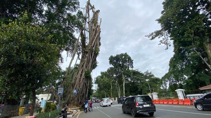 Alasan Pohon Karet Kebo Depan Balai Kota Bogor Harus Ditebang, Dedie Rachim Takut Timpa Pagar Istana