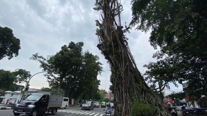 Membahayakan, Pohon Karet Kebo di Depan Balai Kota Bogor Ditebang Disperumkim