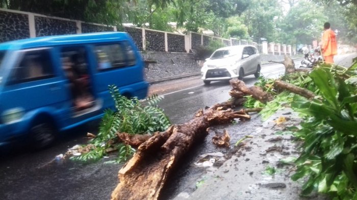 Diguyur Hujan Angin, Pohon Keropos Di Jalan Veteran Bogor Tumbang