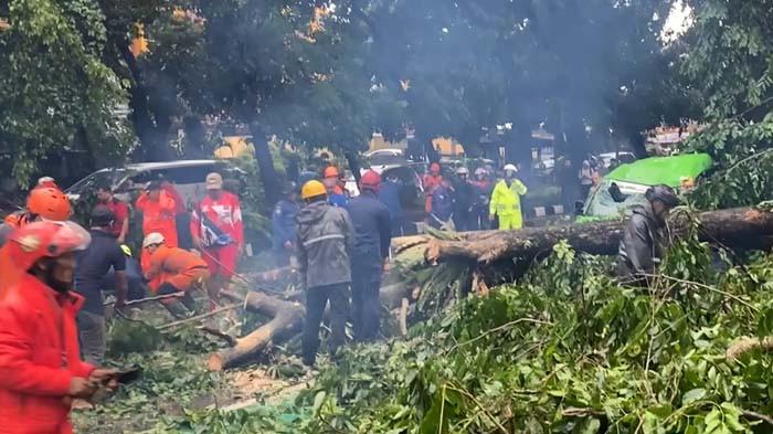 Lagi-lagi Pohon Tumbang di Kota Bogor, Timpa Angkot yang Sedang Melintas, Tak Ada Korban Jiwa