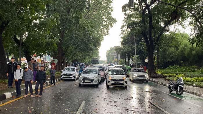 Pohon Tumbang Timpa Angkot, Jalan Pajajaran Bogor Macet Parah, Pengendara Diimbau Cari Jalan Lain