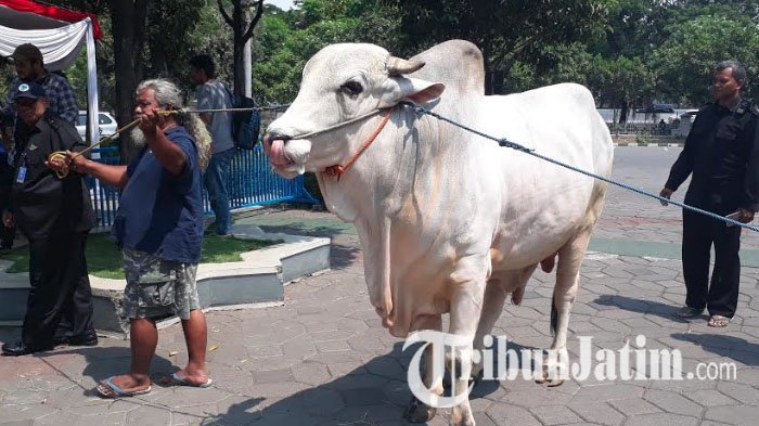 Sapi Kurban Berukuran 1,8 Ton Milik Nikita Mirzani Menangis, Ini Penyebabnya Hewan Menangis
