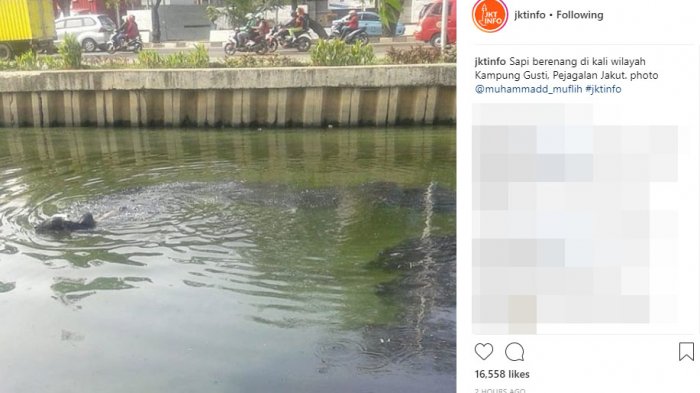 Sapi Kurban Tercebur di Kali Angke, Begini Kronologinya