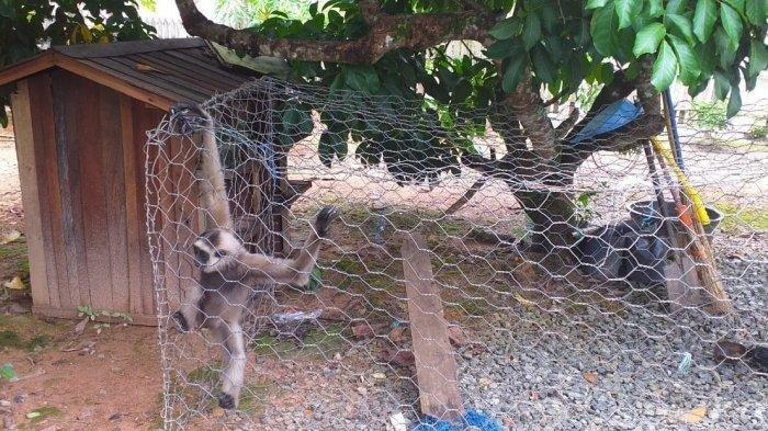 Gerebek Pengedar Sabu, Anggota Satnarkoba Malah Temukan Hewan Langka